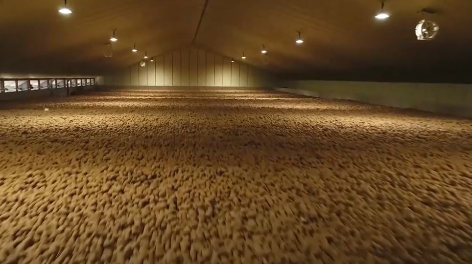 A large storage room with the floor covered in potatoes, illuminated by lights.