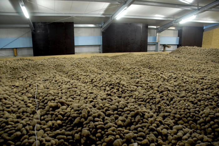 A large storage room with the floor covered in potatoes, illuminated by lights.