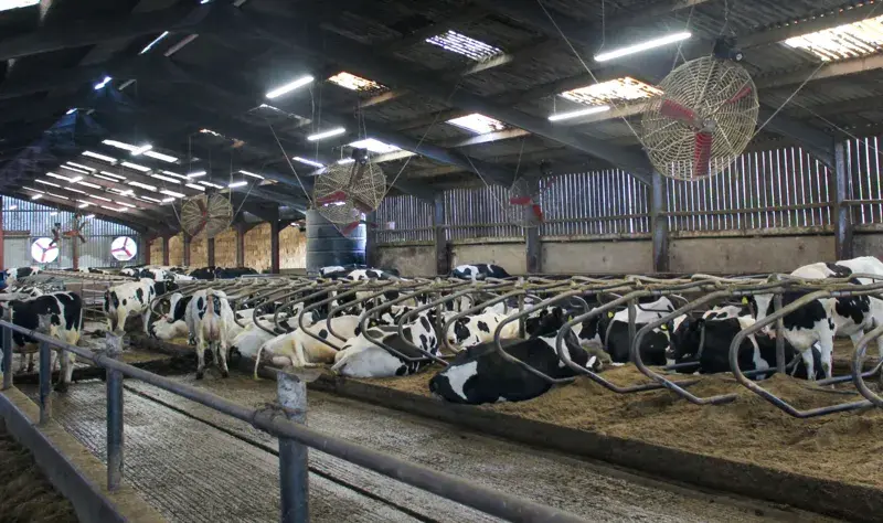 Dairy barn with cows resting in stalls and large ventilation fans