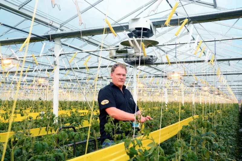 Mann steht in einem Gewächshaus zwischen Tomatenpflanzen