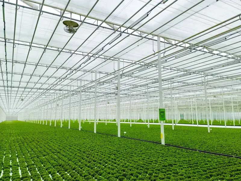 Greenhouse interior with rows of lush green plants