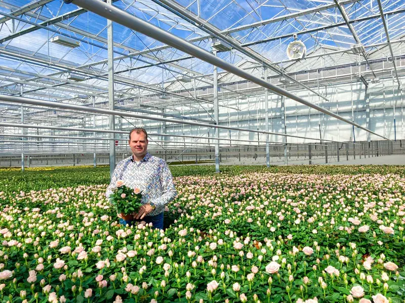 Mann steht in einem Gewächshaus voller blühender Rosen