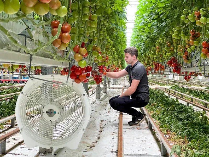 Man kneeling in a greenhouse among hanging tomato plants with a ventilation fan