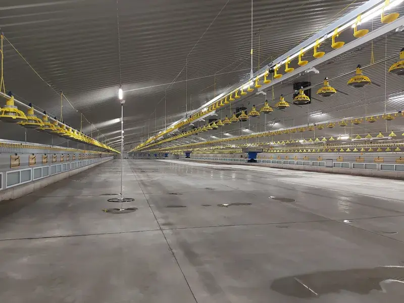 Interior view of a livestock facility