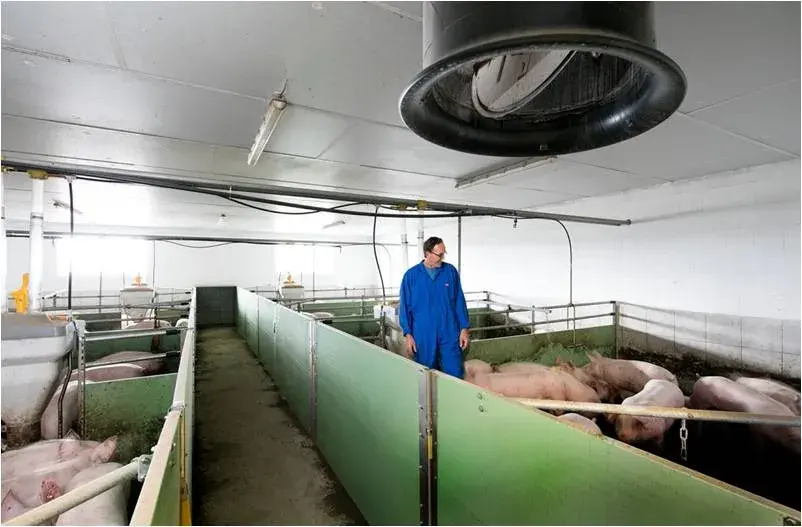 Worker in blue overalls checking pigs in an indoor pen with overhead ventilation