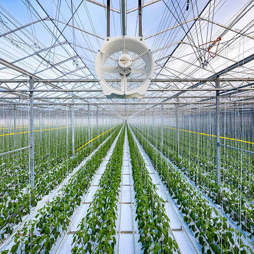 vv-product_application-horizontal_circulation_fan_greenhouse_2-rectangle-500x500-jpg