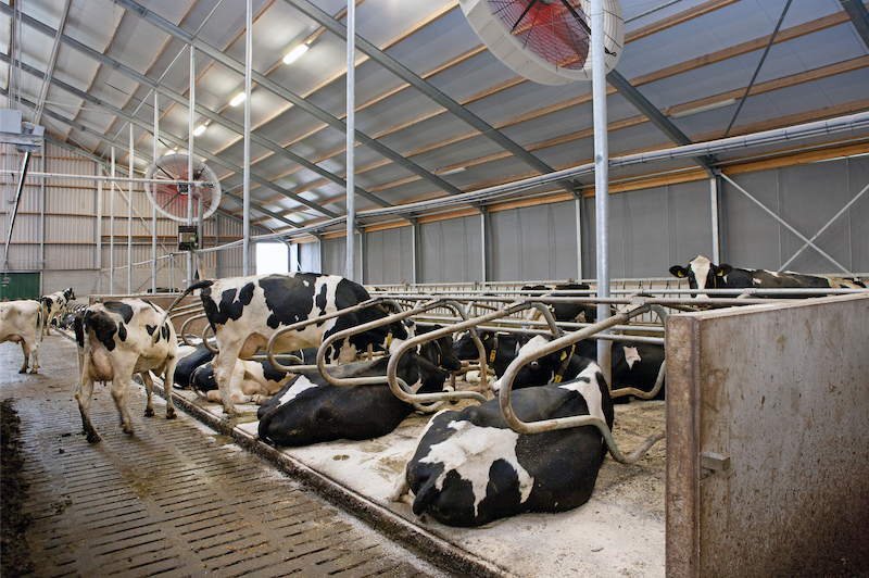 cows lying in a barn with airbreeze hanging from the ceiling