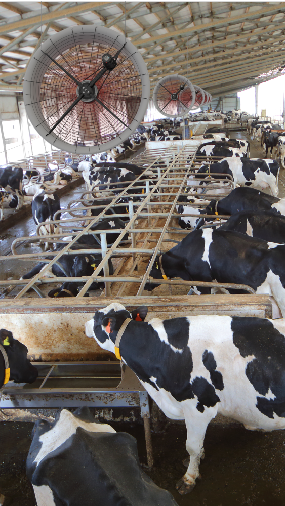 airbreeze hanging from ceiling in a cow barn