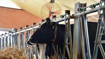 Vache dans une étable avec un ventilateur suspendu au-dessus