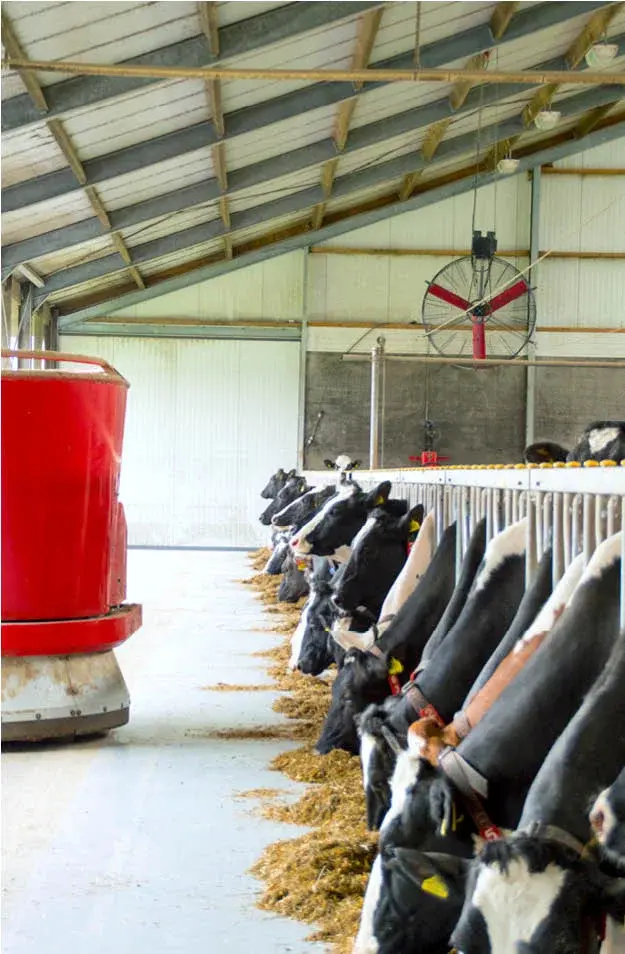 Koeien die eten in een melkveestal met rode ventilatoren voor ventilatie