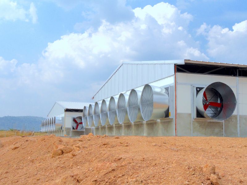 vv-product_application-galvanized_box_fan_poultry_02-landscape-800x600