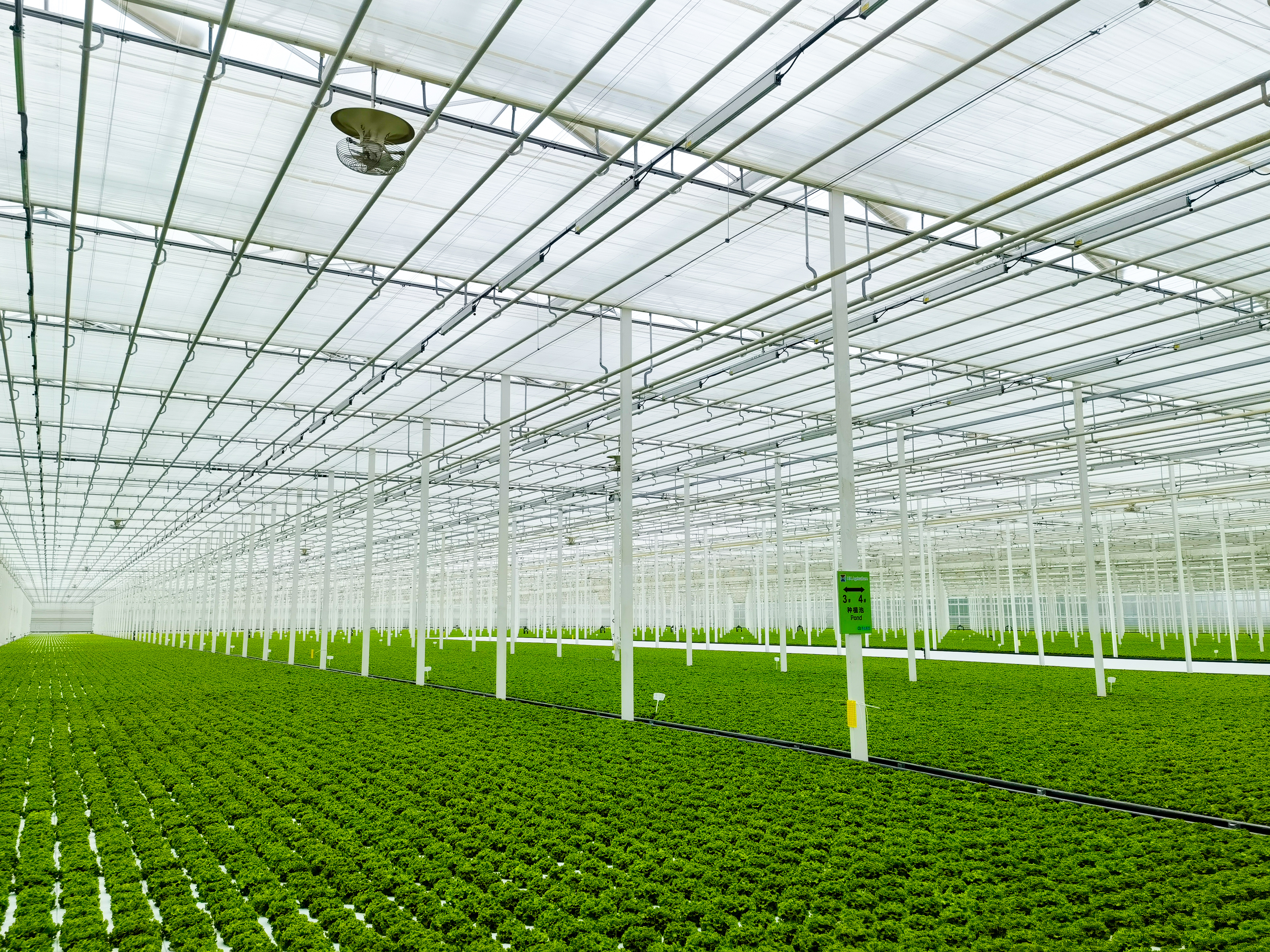 Jiashan Sino-Dutch Agricultural Digital Science and Innovation Demonstration Center greenhouse from inside with crops and V-Flofans